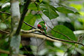 Bird Nature Dominican Republic V01