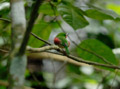Birds Dominican Republic V01