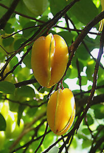 Carambola