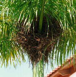 Cigua Palmera ominicana