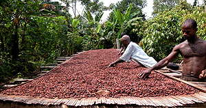Dominican Cocoa Famers V02