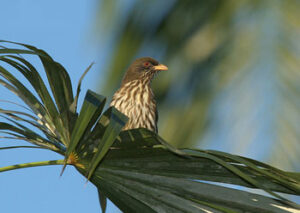 Dominican Palmchat Bird