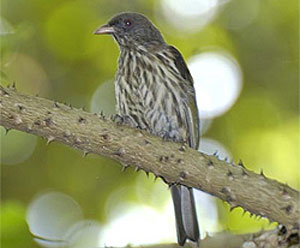 Dominican Palmchat Bird