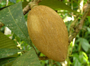 Dominican Sapote