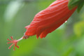 Hibiscus en República Dominicana V01