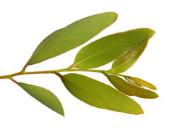 Eucalyptus Leaf