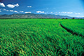 Field Rice Dominican Republic V01