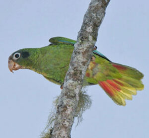 Hispaniolan Parrot