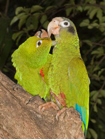 Hispaniolan Parrot