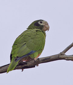 Hispaniolan Parrot