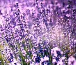 Lavander