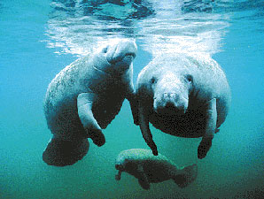 Manatee Dominican Republic