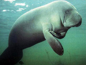 Manatee Dominican Republic