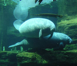 Manatee Dominican Republic