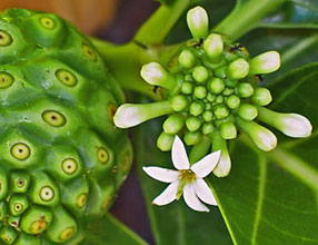 Noni Dominican Republic