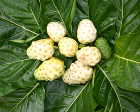 Noni Dominican Republic