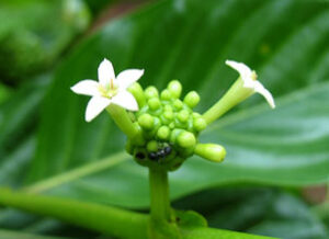 Noni Dominican Republic