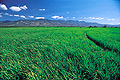 Rice Field Dominican Republic V04