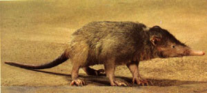 Solenodon Dominican Republic