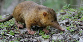 Solenodon Dominican Republic