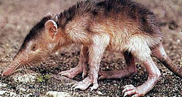 Solenodon Dominican Republic