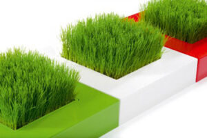 Square Root Grass 02