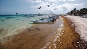 Sargasso Puerto Morelos