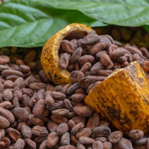 Cacao